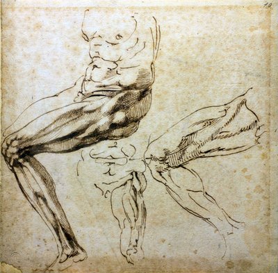 Estudos de pernas, 1524-1525 de Michelangelo Buonarroti