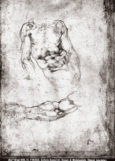Estudo de um tronco e um braço masculinos de Michelangelo Buonarroti