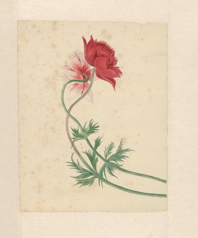 Dois ramos cada um com uma flor de Michiel Van Huysum