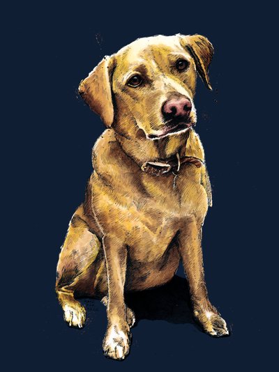 Daisy The Labrador no Midnight Blue, 2020 de Mike Davis