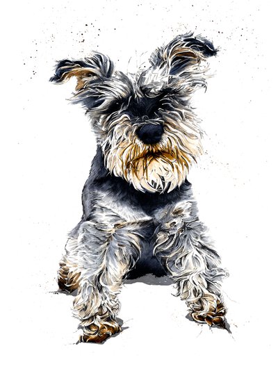 Ollie The Schnauzer sobre Branco, 2019 de Mike Davis