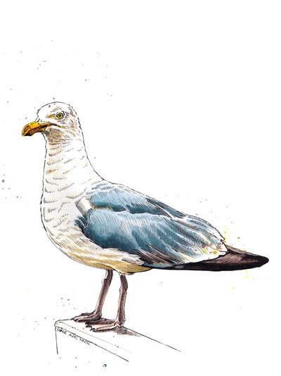A Gaivota sobre Branco, 2020 de Mike Davis