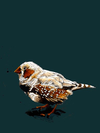O Zebrafinch em Deep Cyan, 2020 de Mike Davis