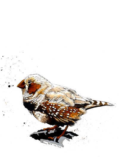 O Zebrafinch sobre Branco, 2019 de Mike Davis