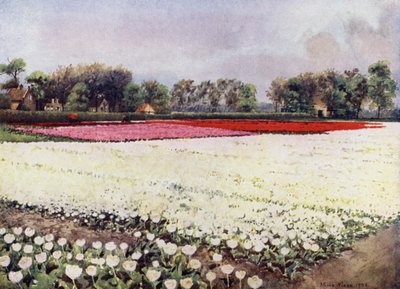 "Aqui estão tulipas para si, brancas, para a noiva ou para o enterro" (cor litho) de Mima Nixon