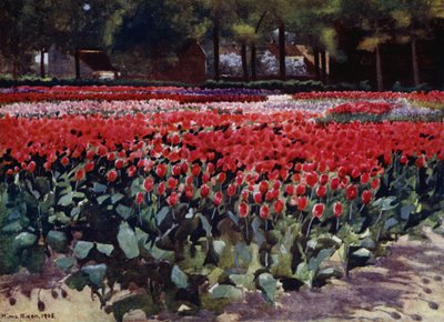 Tulipas no seu Prime (cor litho) de Mima Nixon