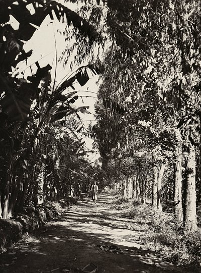 Construir um império na era fascista: um pomar em Cheren, 09/05/1936 (foto a p/b) de Modestino Baldinetti