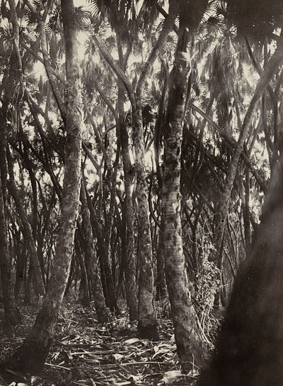Construindo um Império na era fascista: um bosque de palmeiras, 09/05/1936 (foto a p/b) de Modestino Baldinetti