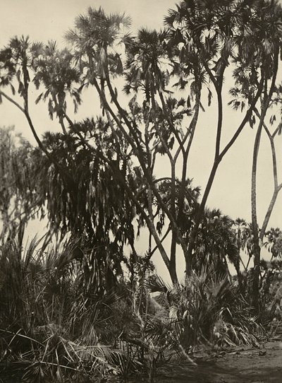 Construindo um Império na era fascista: um bosque de palmeiras, 09/05/1936 (foto a p/b) de Modestino Baldinetti