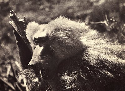 Construir um império na era fascista: um macaco, 09/05/1936 (foto a p/b) de Modestino Baldinetti