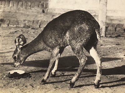 Construir um império na era fascista: um antílope, 09/05/1936 (foto a p/b) de Modestino Baldinetti