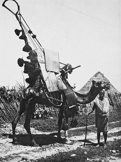Construir um Império na Era Fascista: camelo com elegância para uma cerimônia de casamento, 09/05/1936 (foto a p/b) de Modestino Baldinetti