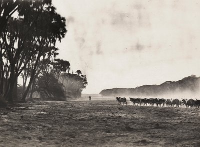 Construindo um Império na era fascista: gado pastoreado em direção ao rio Gasc, 09/05/1936 (foto a p/b) de Modestino Baldinetti