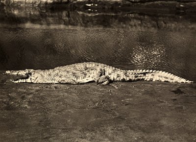 Construindo um Império na era fascista: crocodilo, 09/05/1936 (foto a p/b) de Modestino Baldinetti