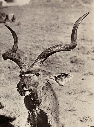 Construir um império na era fascista: exemplo de um agazen, 09/05/1936 (foto a p/b) de Modestino Baldinetti