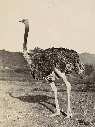 Construir um Império na Era Fascista: exemplo de uma avestruz, 09/05/1936 (foto a p/b) de Modestino Baldinetti