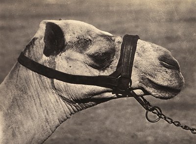 Construir um império na era fascista: cabeça de um camelo bisciari, 09/05/1936 (foto a p/b) de Modestino Baldinetti