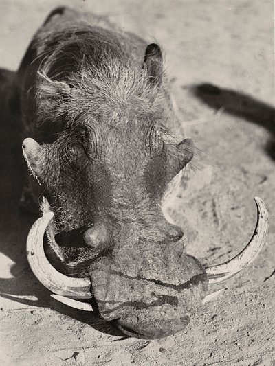Construir um império na era fascista: cabeça de um javali, 09/05/1936 (foto a p/b) de Modestino Baldinetti