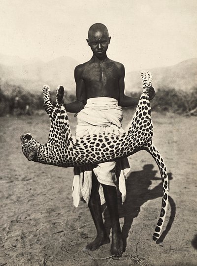 Construir um império na era fascista: indigeno exibindo um leopardo, 09/05/1936 (foto a p/b) de Modestino Baldinetti