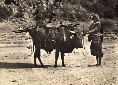 Construir um Império na Era Fascista: nômade, 09/05/1936 (foto a p/b) de Modestino Baldinetti