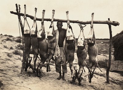 Construir um Império na era fascista: alguns cervos capturados, 09/05/1936 (foto a p/b) de Modestino Baldinetti