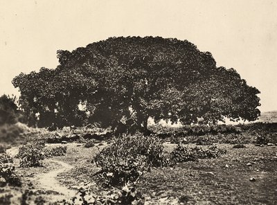 Construir um império na era fascista: o Sicomoro, corte dos prisioneiros italianos em 1896 em Adua, 09/05/1936 (foto a p/b) de Modestino Baldinetti
