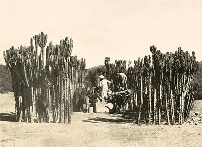 Construir um Império na Era Fascista: bem em Nacfa, 09/05/1936 (foto a p/b) de Modestino Baldinetti