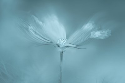 Flor Azul de Sonho de Molly Fu APA