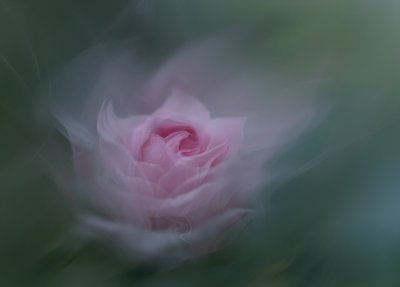 Rosa Sonhadora de Molly Fu APA