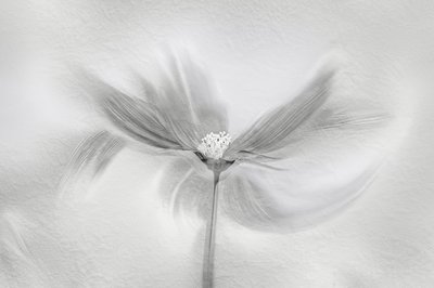 Movimento da Flor Etérea de Molly Fu APA