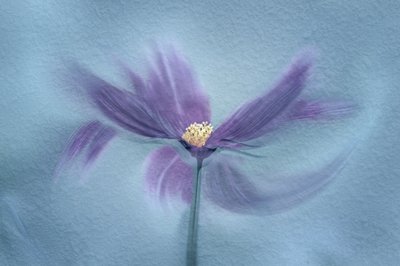 Flor roxa etérea de Molly Fu APA