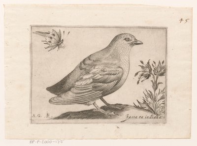 Vogel Passra Indiana (título no objeto) Vogels (título da série) de Monogrammist AG