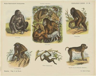 Animais de quatro mãos (título no objeto) Novas estampas infantis holandesas (título da série no objeto) Estampas do Funke (título da série no objeto) de Monogrammist A.K.