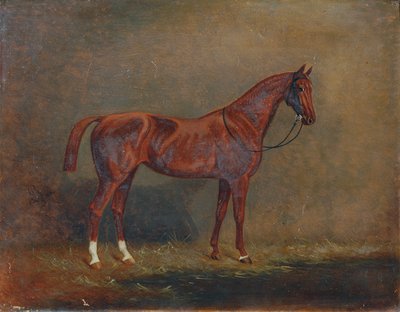 Retrato de um cavalo de sela de Monogrammist A. G.