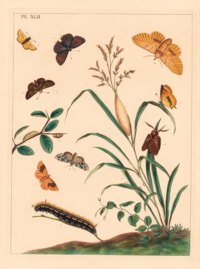 Mariposa, Euthrix potatoria, mechas de cabelos castanhos, Thecla betulae, capitão grande, Ochlodes sylvanus, capitão pequeno, Thymelicus sylvestris, escassa maravilha do dia, Dipthera runica e umber barrado, Plagodis pulveraria de Moses Harris