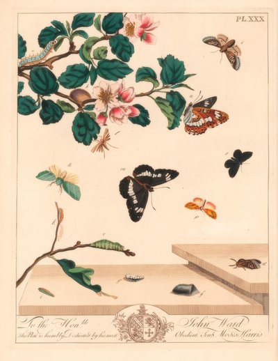 Figura de oito mariposas, Diloba caeruleocephala, almirante branco, Limenitis arthemis, limpador de chaminés, Odezia atrata, mariposa vermelha, Callimorpha miniata, mariposa marrom, Pterophorus pterodactylus, escassas linhas prateadas, Bena bicolorana e fo de Moses Harris