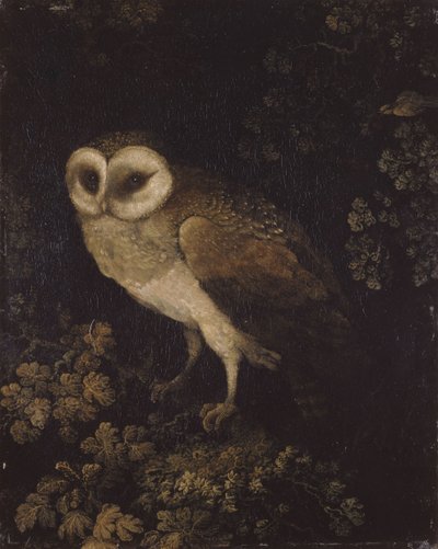 Uma coruja, 1780-1790. de Moses Haughton
