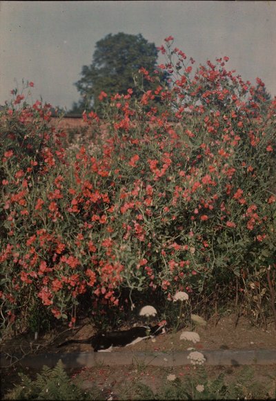 Gato e Ervilha-de-cheiro, ca. 1907. de Moss