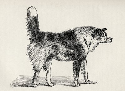 Pastor de meia raça com intenções hostis, de Charles Darwin "A Expressão das Emoções no Homem e Animais", 1872 de Mr. A. May