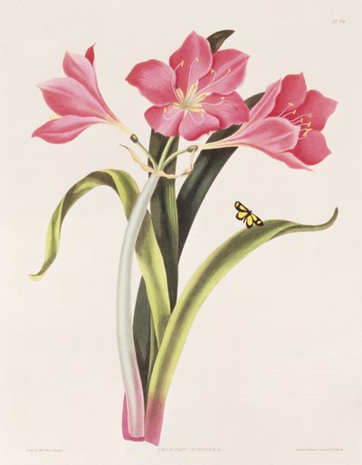 Amaryllis purpurea, prato 39 da "Seleção de Plantas Hexandrianas", gravado por Robert Havell (1769-1832), pub. 1831-34 de Mrs Edward Bury