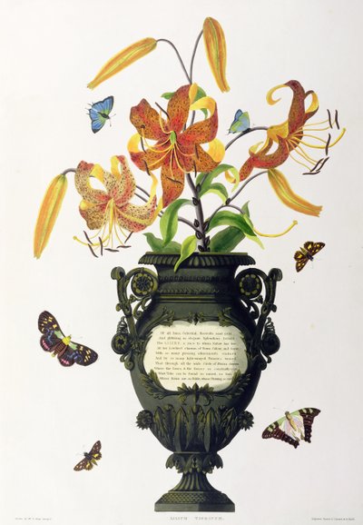 Lilium tigrinum (Tiger Lily), de &39;Selection of Hexandrian Plants&39;, gravado por R. Havell, c.1831-34 de Mrs Edward Bury