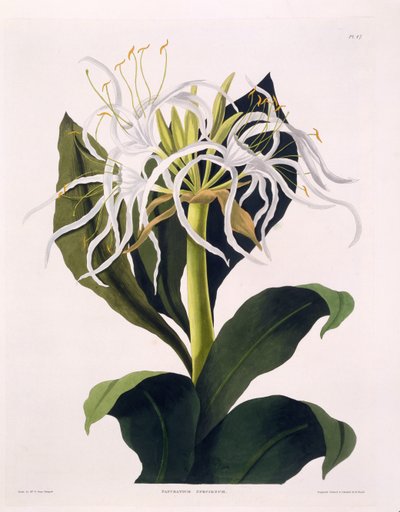 Pancratium Speciosum, Plate 47 de &39;A Selection of Hexandrian Plants&39;, publicado R Havell, Londres, 1831-1834 (gravura colorida à mão) de Mrs Edward Bury