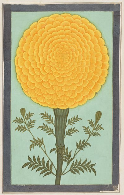 Um Marigold, do Small Clive Album (wc no papel) de Mughal School