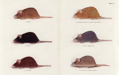 Ratos (litografia a cores) de Muriel Wheldale (after) Onslow