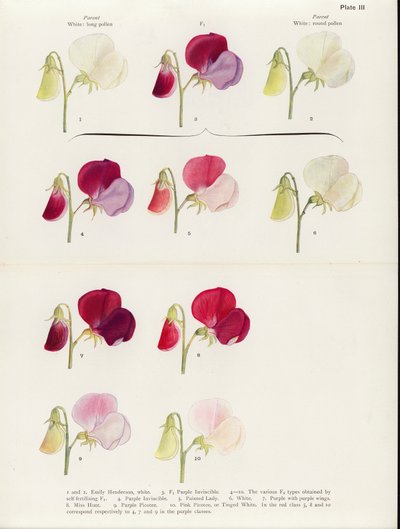  de Muriel Wheldale (after) Onslow