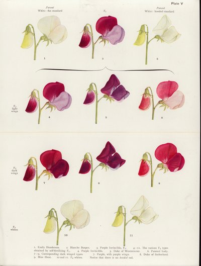 Alelomorfismo espúrio em ervilhas-de-cheiro (litografia a cores) de Muriel Wheldale (after) Onslow