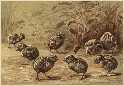Perdiz-mãe (litho) de N. Parker