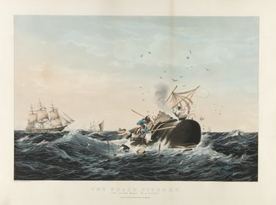 The Whale Fishery:O Cachalote 
