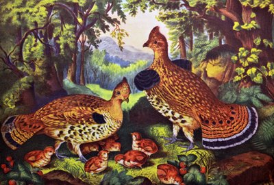 A Família Feliz, Grouse Ruffed e Young de N. and Ives, J.M. Currier
