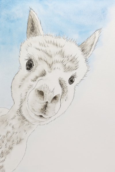 Retrato de uma alpaca curiosa de Natalie Bruns